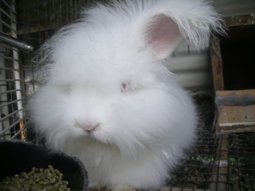 Pictures of Bunnies and Things Hillside Farm Hawaii